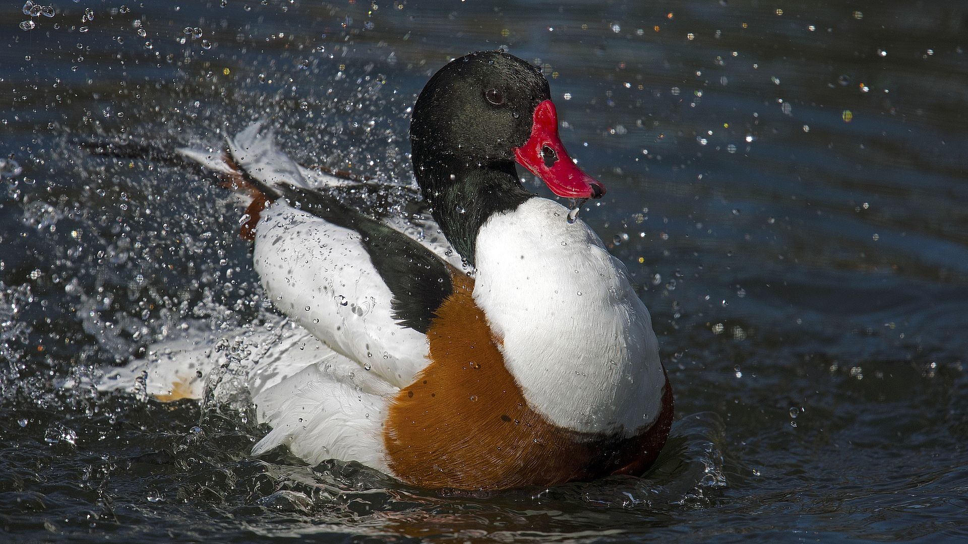 Wallpaper Duck bird, swim, water splashes