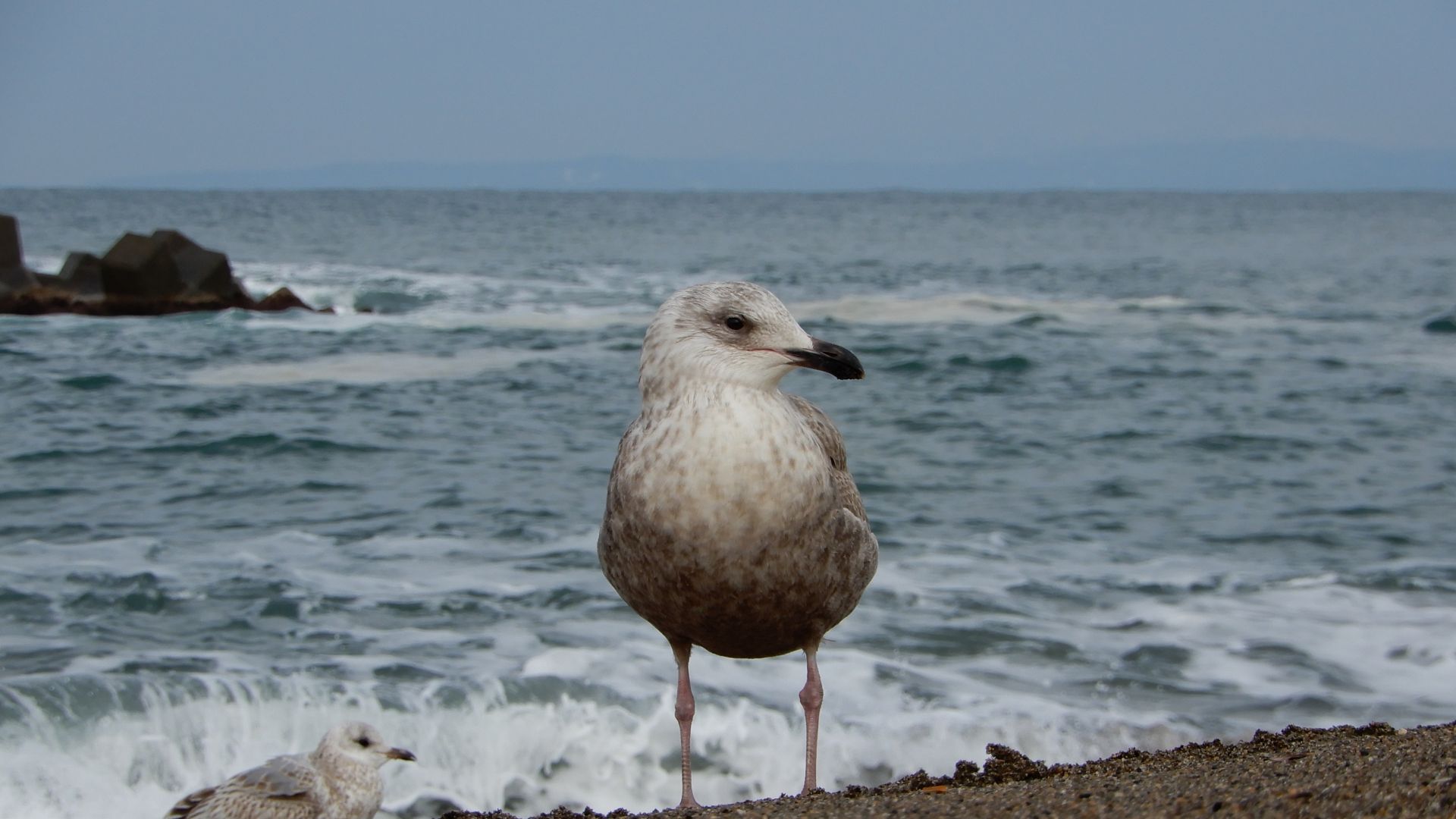 Wallpaper Seagull, seabird