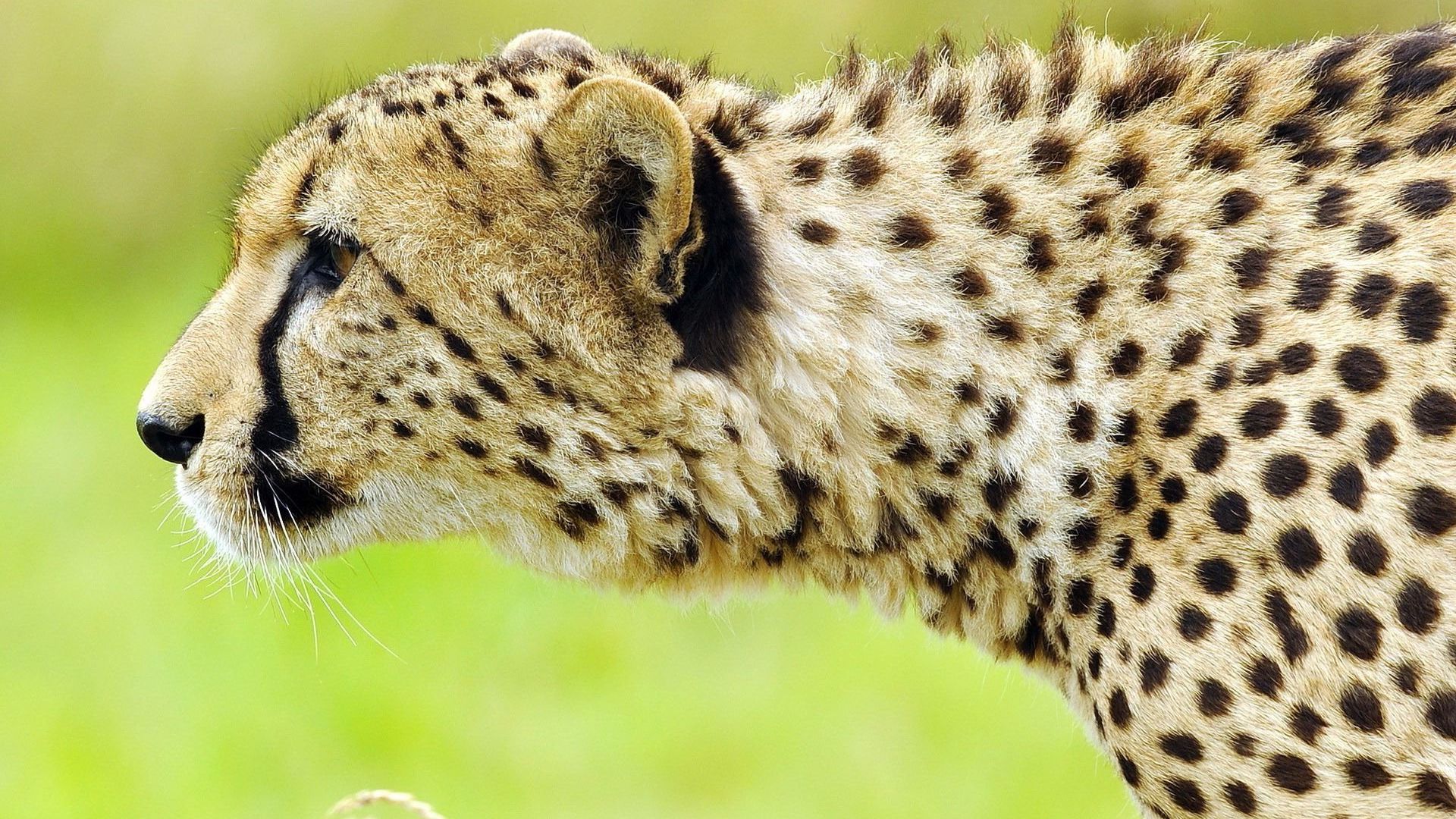 Desktop Wallpaper Cheetah Animal, Hd Image, Picture, Background, Ijhgzp