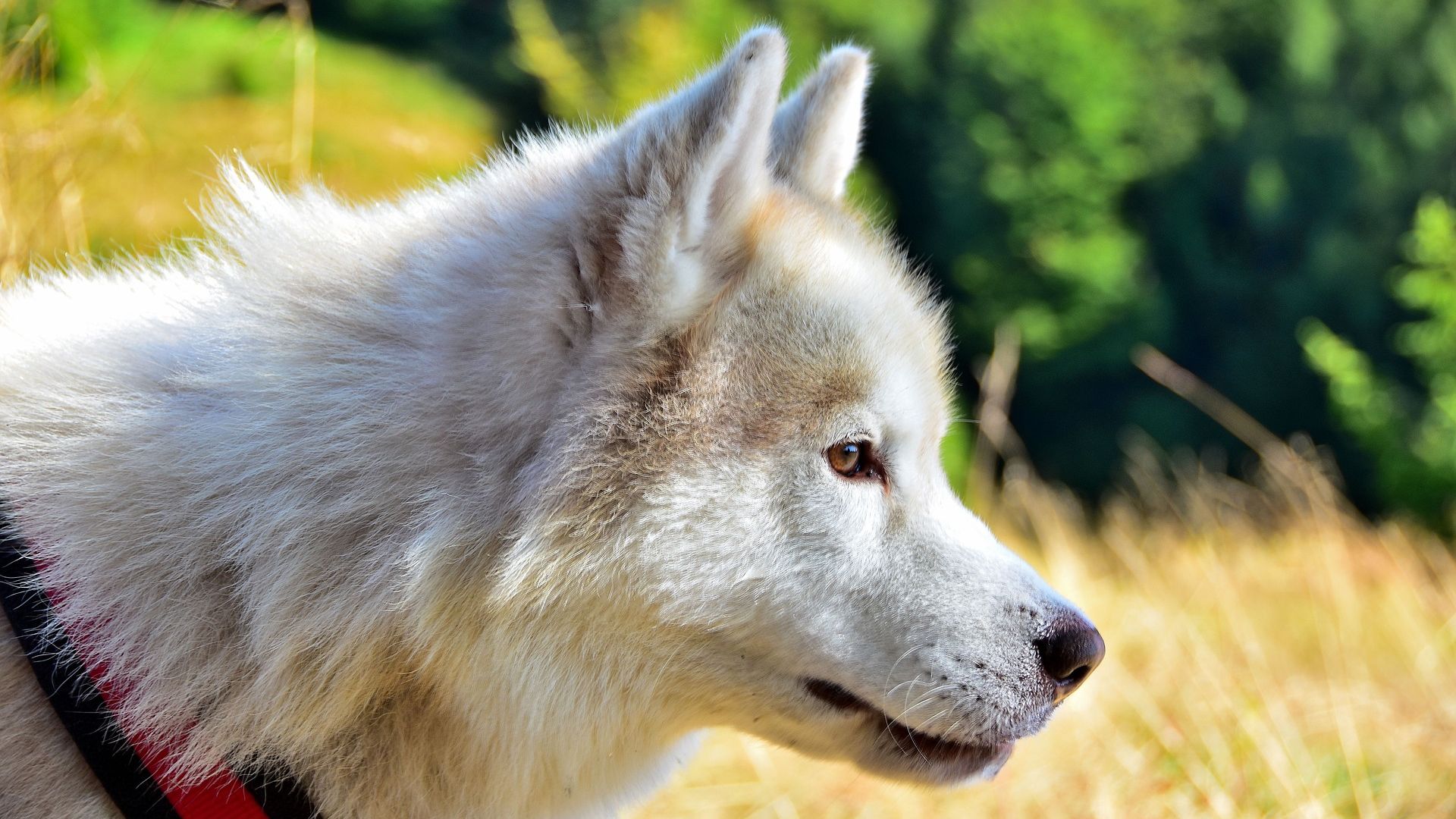 Wallpaper Animal, white, dog muzzle