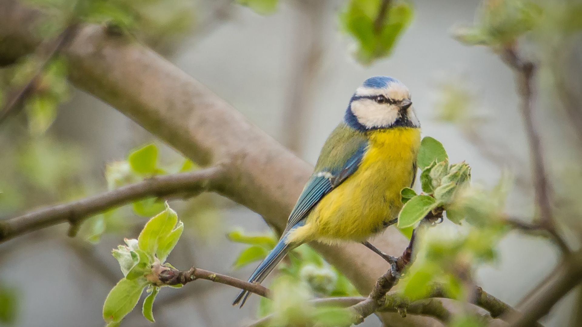 Wallpaper Blue tit, cute bird, tree branch, sitting