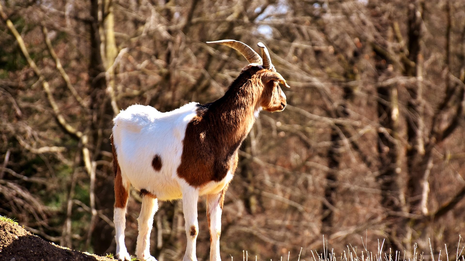 Wallpaper Billy, goat, animal, horns