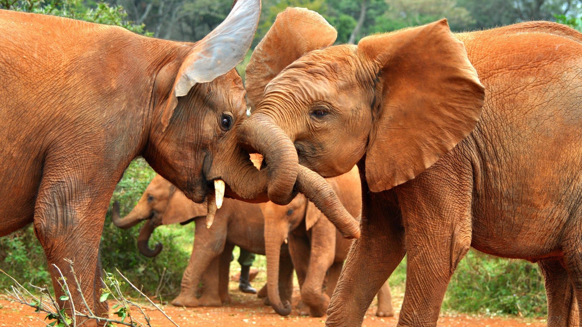 Wallpaper Baby elephants playing