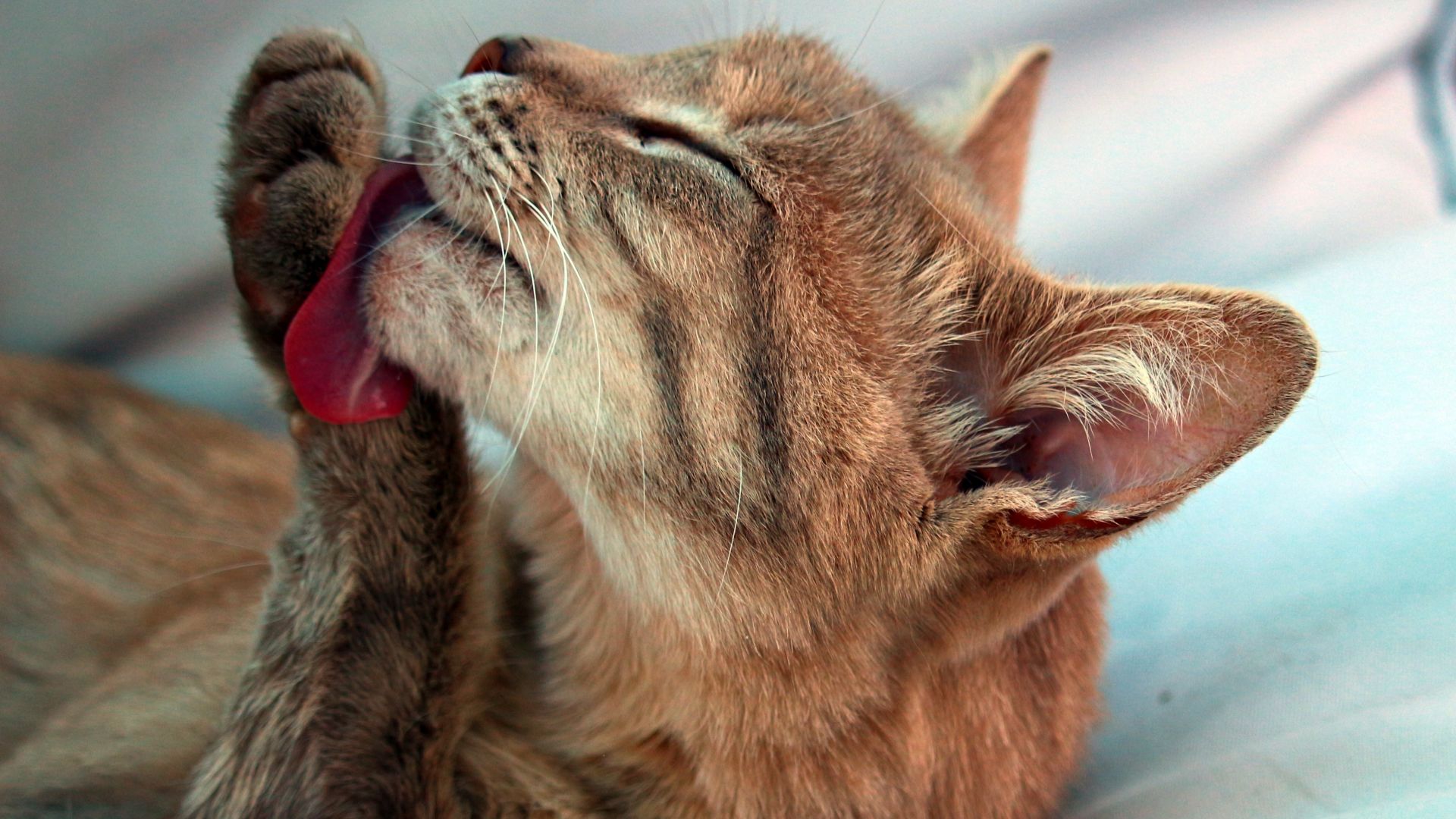 Wallpaper Cat, licking leg, animal