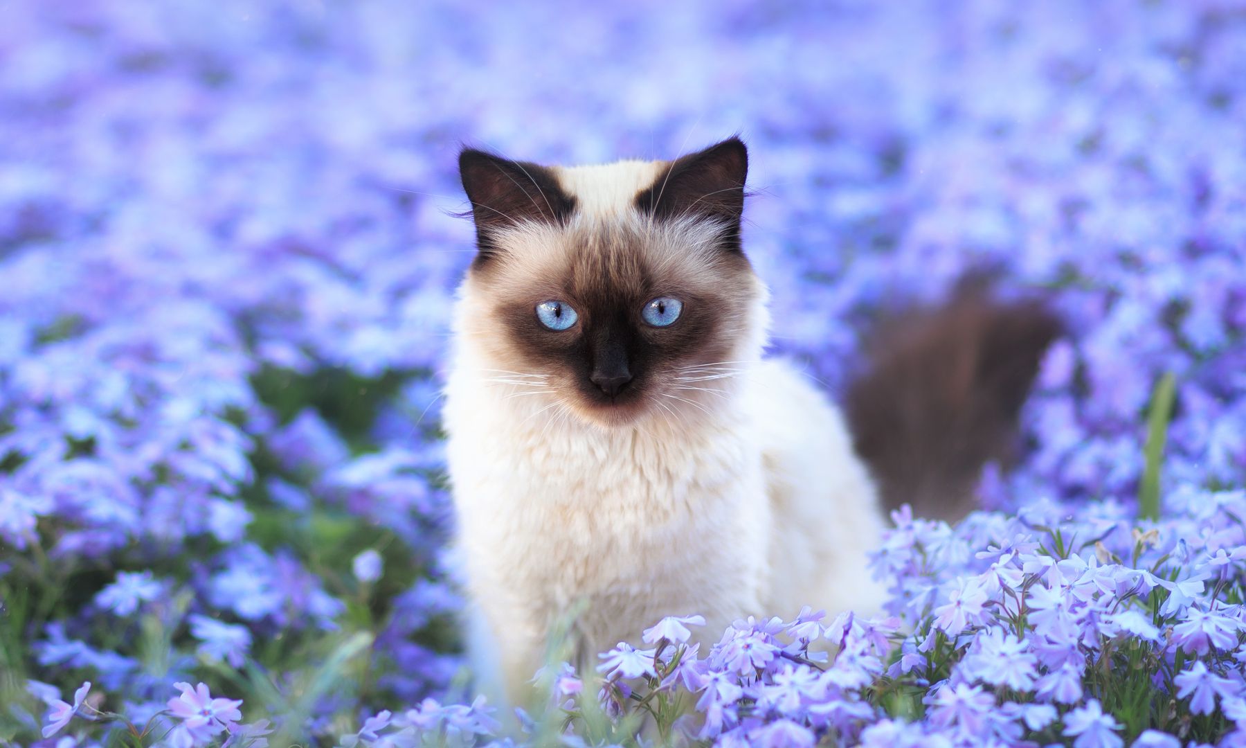 Wallpaper Siamese Cat, blue eyes, meadow, flowers