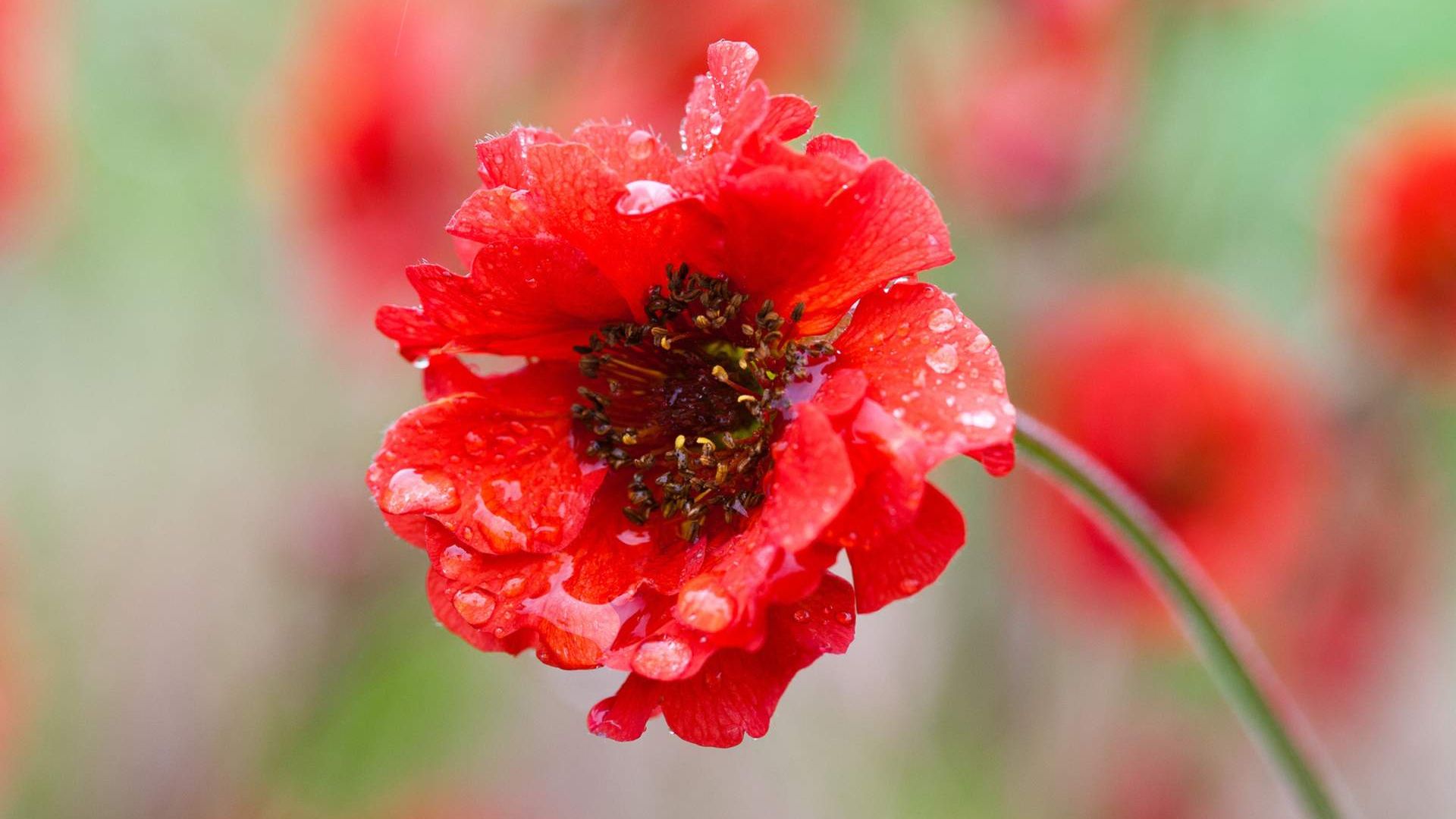Wallpaper The Red Poppy flower, close up