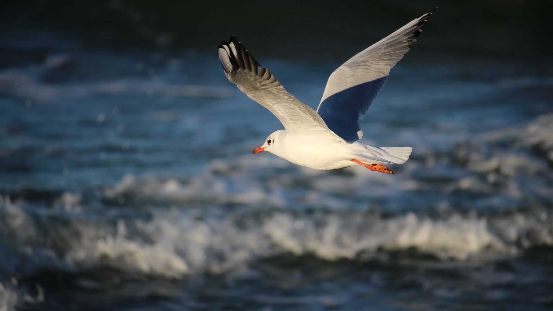 Wallpaper Seagull, gull, wings, water bird, fly over sea