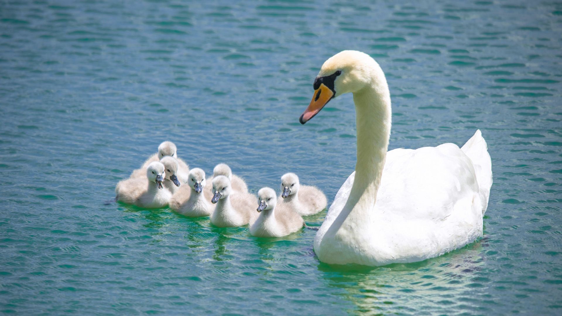 Wallpaper Swan, baby swan, birds, swim