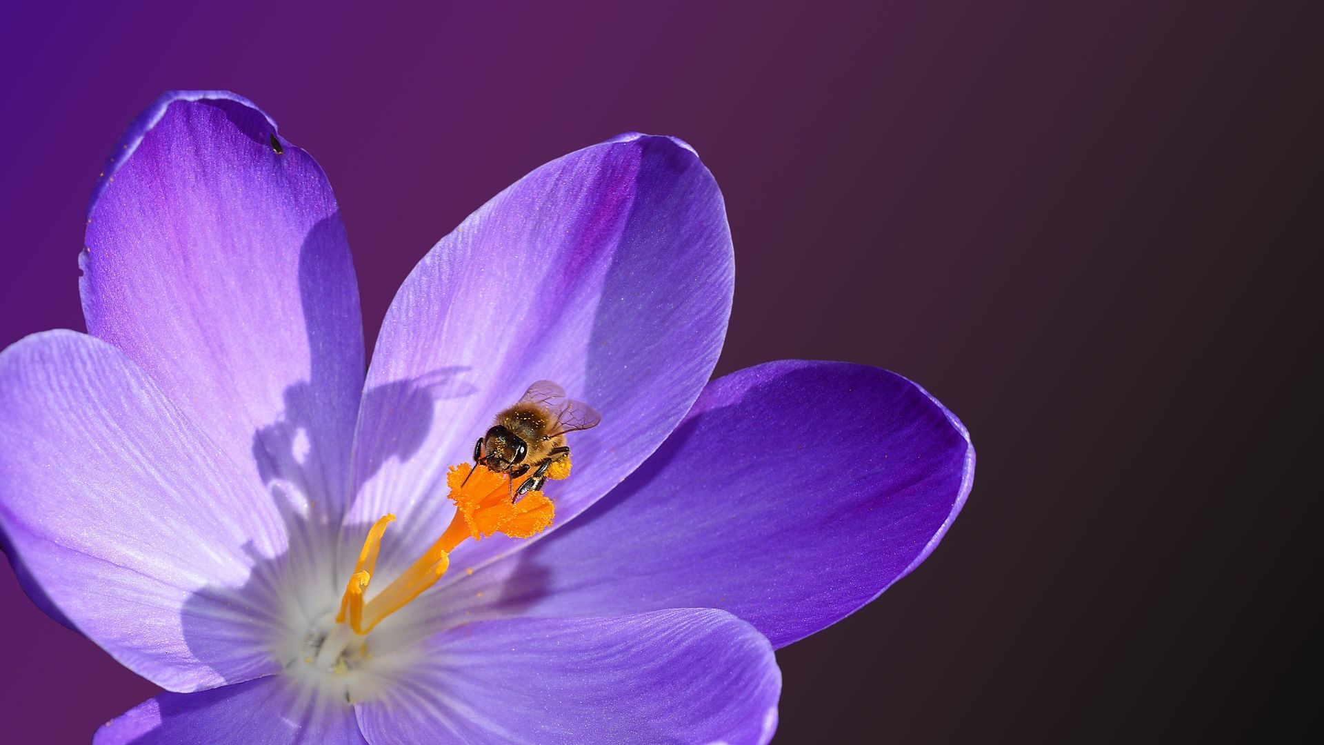 Wallpaper Crocus flower, bloom, bee, insect, close up