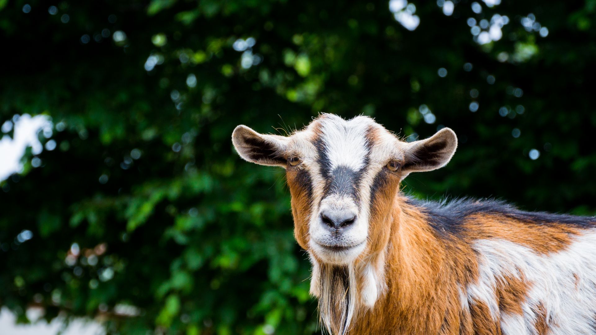 Wallpaper Pet goat, muzzle, animal, zoo