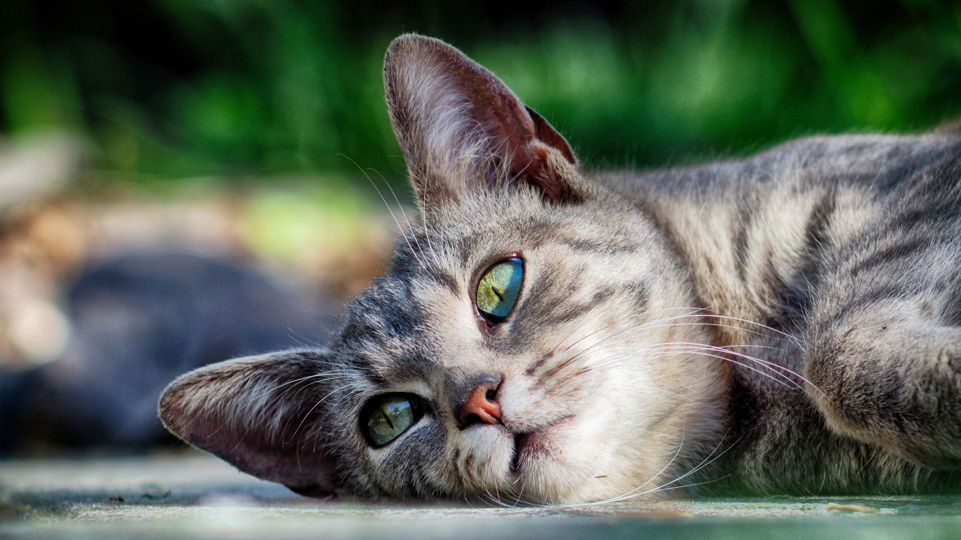 Wallpaper Kitten, relaxed, pet animal, muzzle