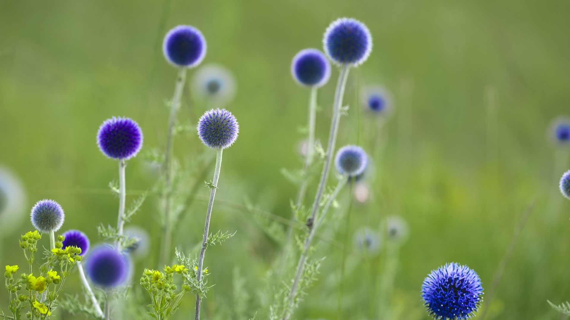 Wallpaper Thistle blue flower, meadow