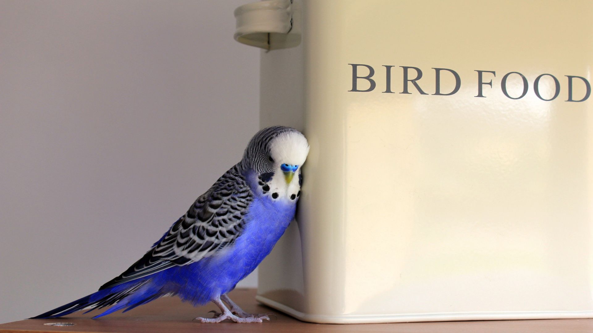 Wallpaper Budgerigar, pet parakeet, cute bird