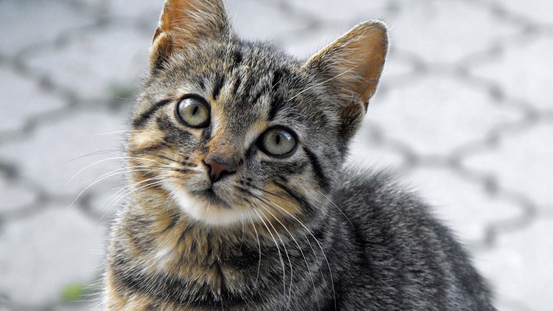 Wallpaper Cat, pet stare, lovely pet animal