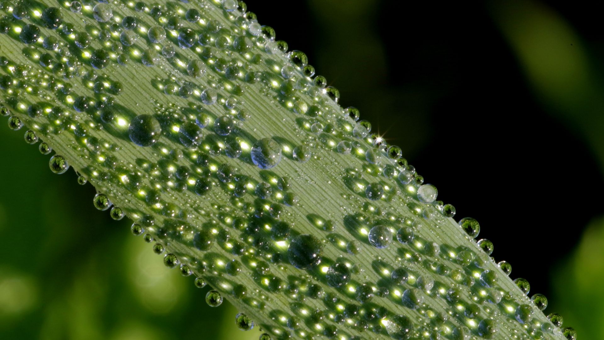 Wallpaper Dew drops on leaf, morning