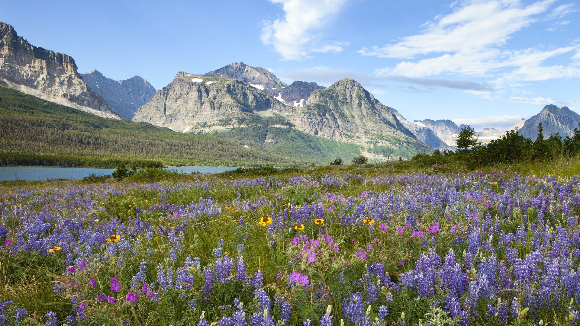 Wallpaper Glacier national park's flowers