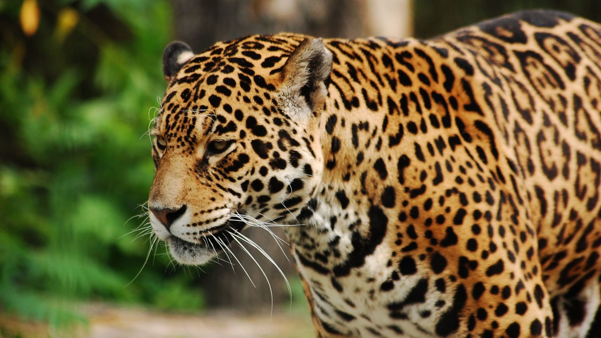 Wallpaper Wild cat, leopard, predator, walk
