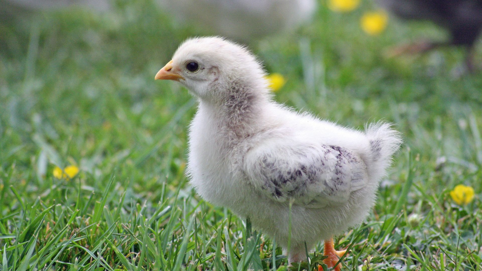 Wallpaper Chick, baby bird, walk, grass field