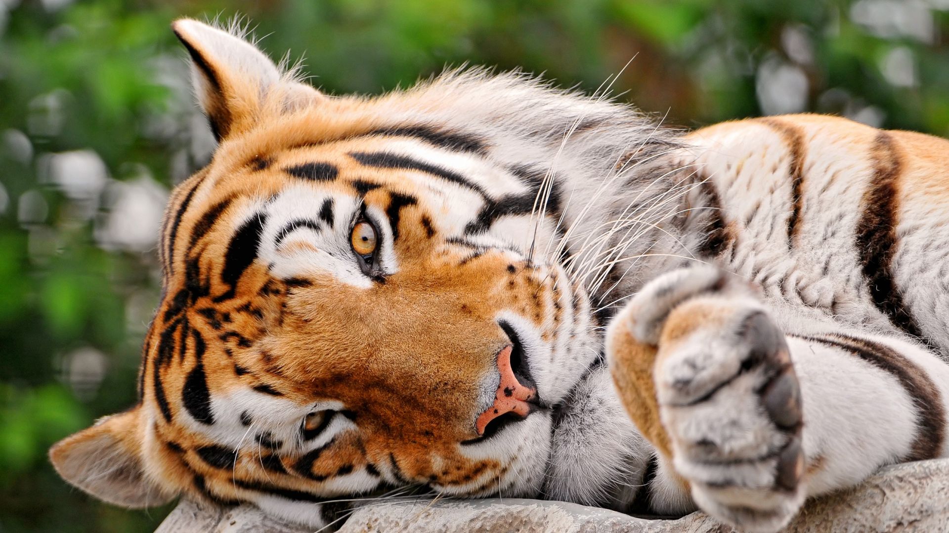 Wallpaper Tiger, lying down, predator, big cat, muzzle