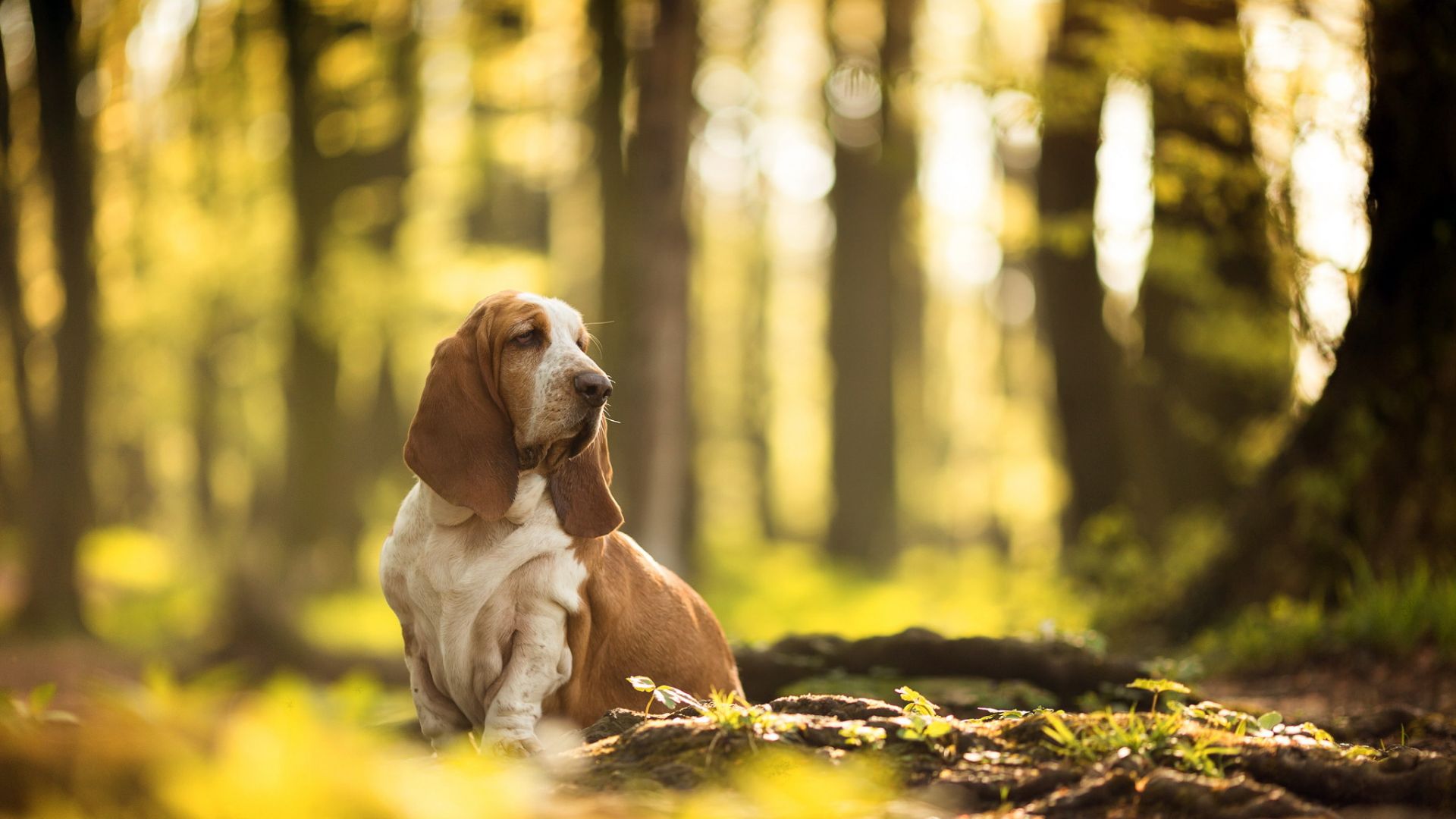Wallpaper Basset Hound, dog, outdoor, sit