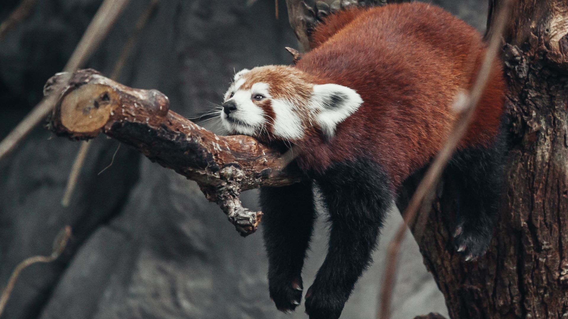 Wallpaper Lazy, lying on tree branch, red panda, relaxing