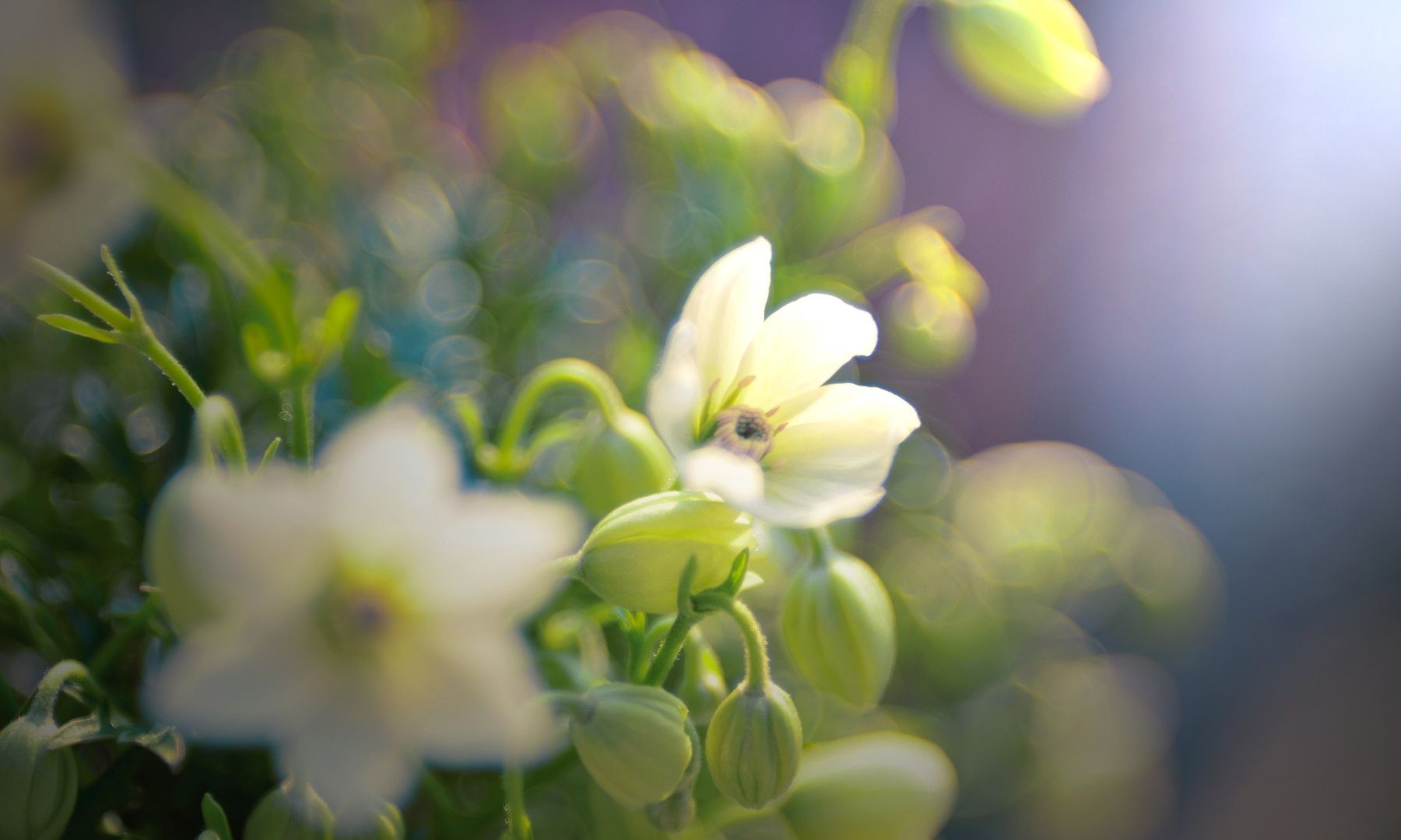 Wallpaper Spring, garden, white flower, bokeh