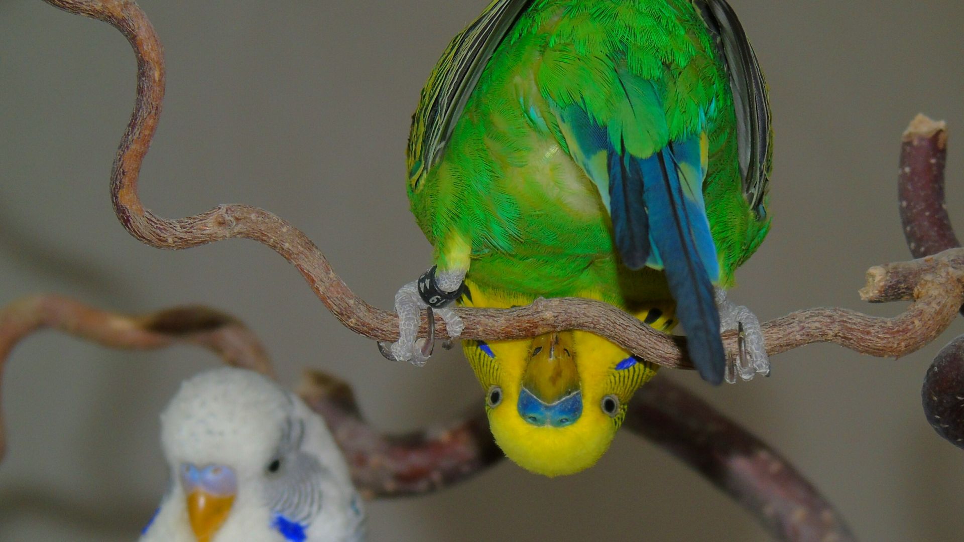 Wallpaper Budgerigar, parrot, colorful bird