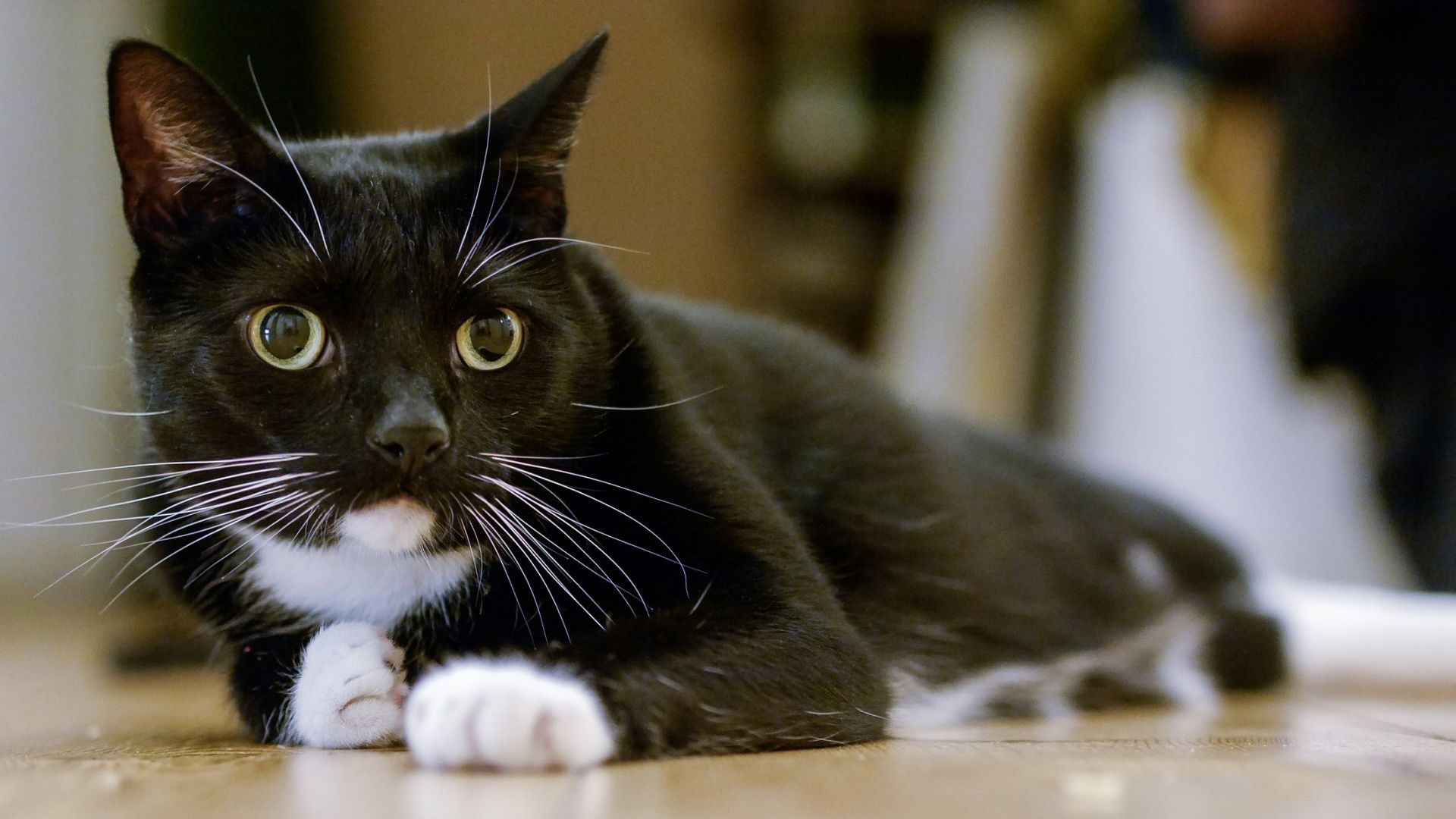 Wallpaper Pet domestic, curious black cat