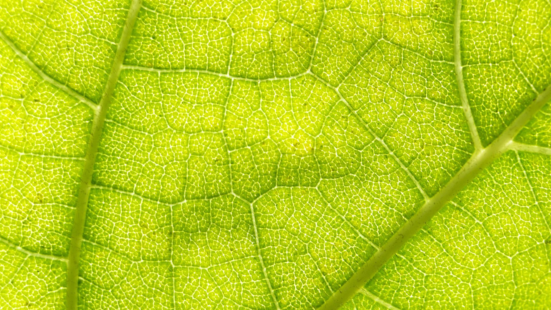 Wallpaper Green leaf macro view