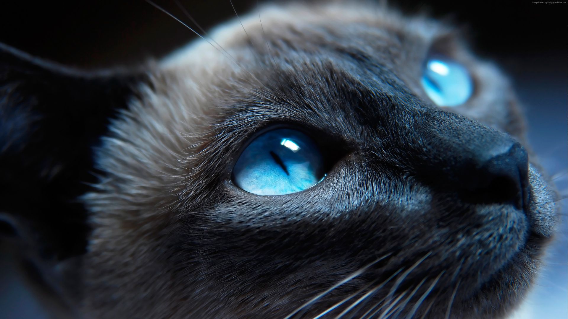 Wallpaper Siamese Cat, kitty, blue eyes, muzzle, close up