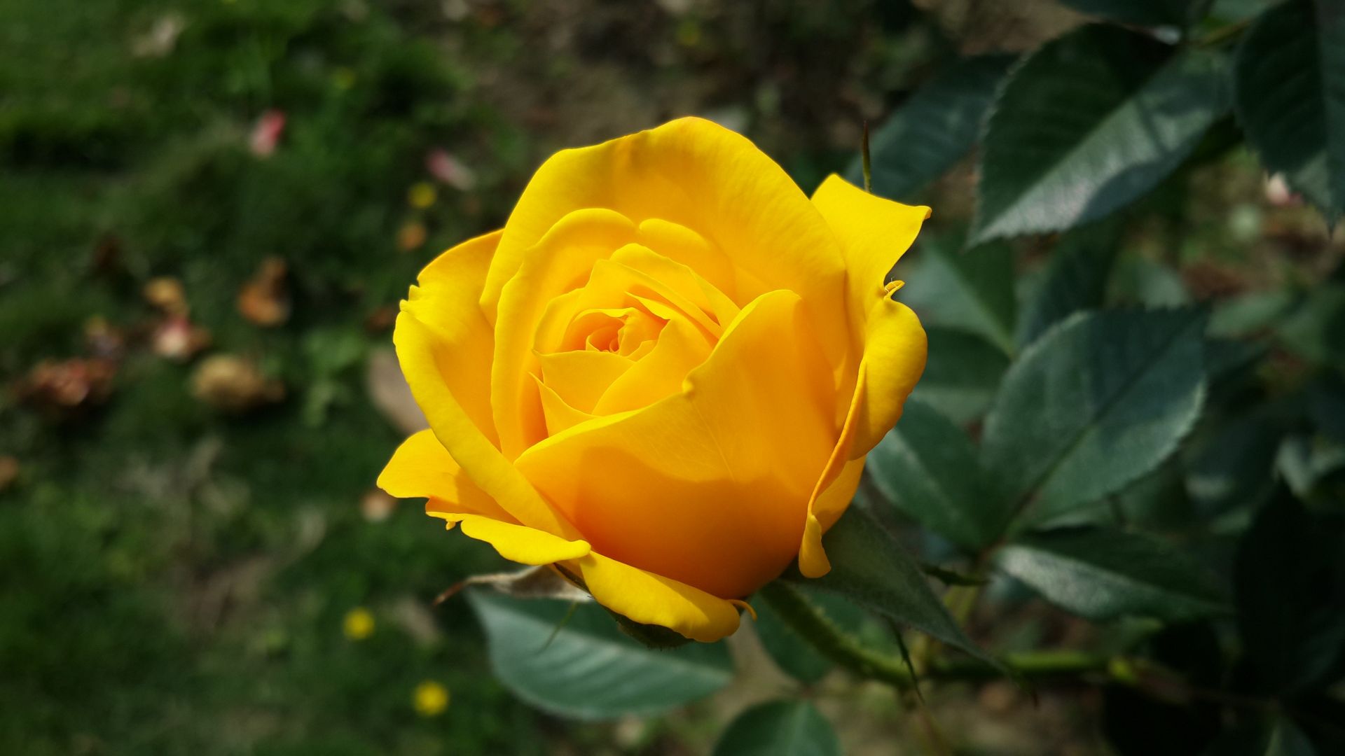 Wallpaper Yellow rose flower