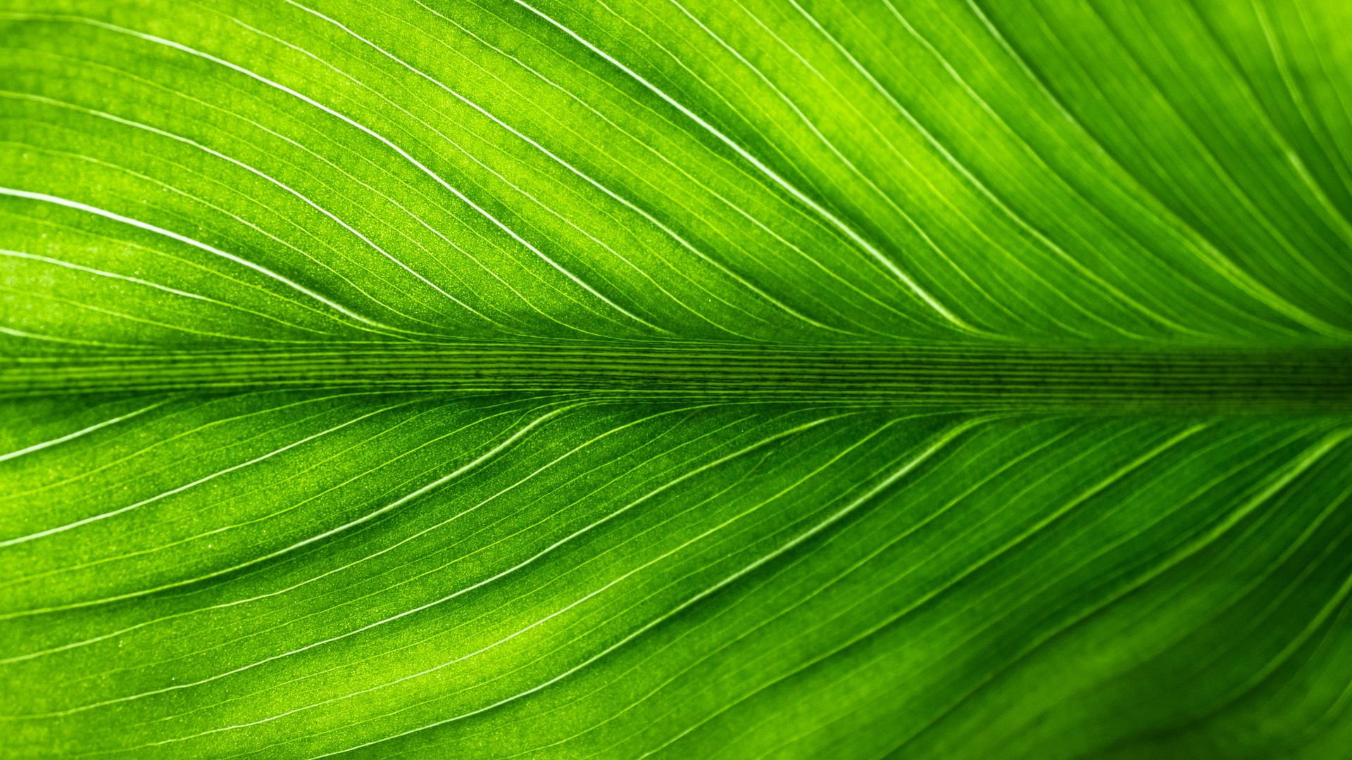 Wallpaper Leaf, veins, close up