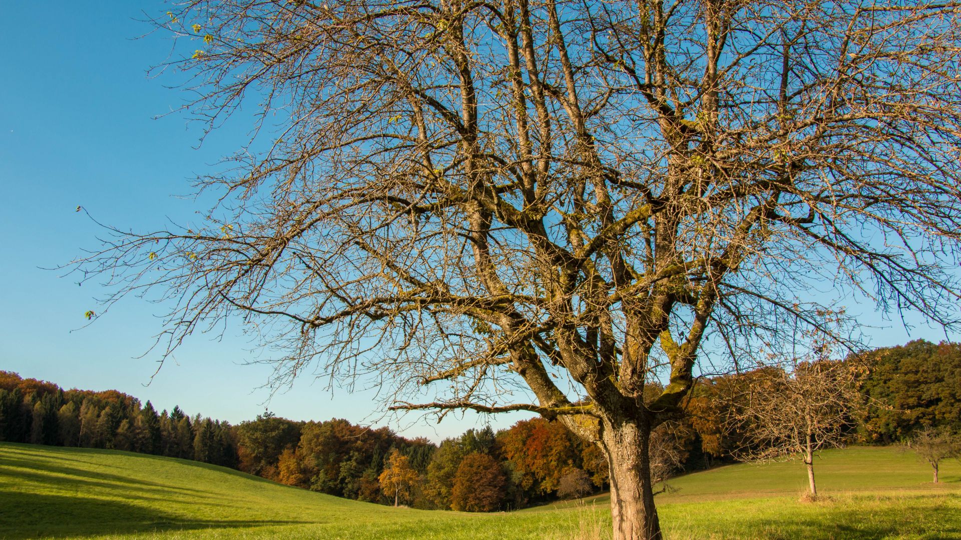 Wallpaper Tree, park, autumn, landscape