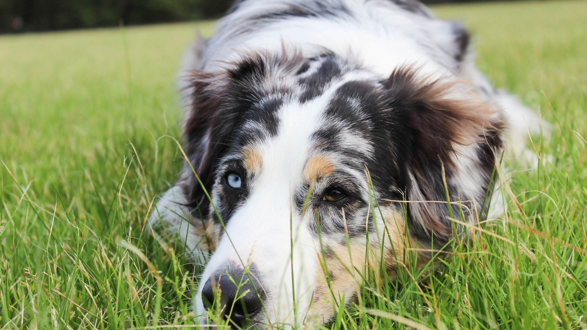 Wallpaper Dog sleeping in grass field