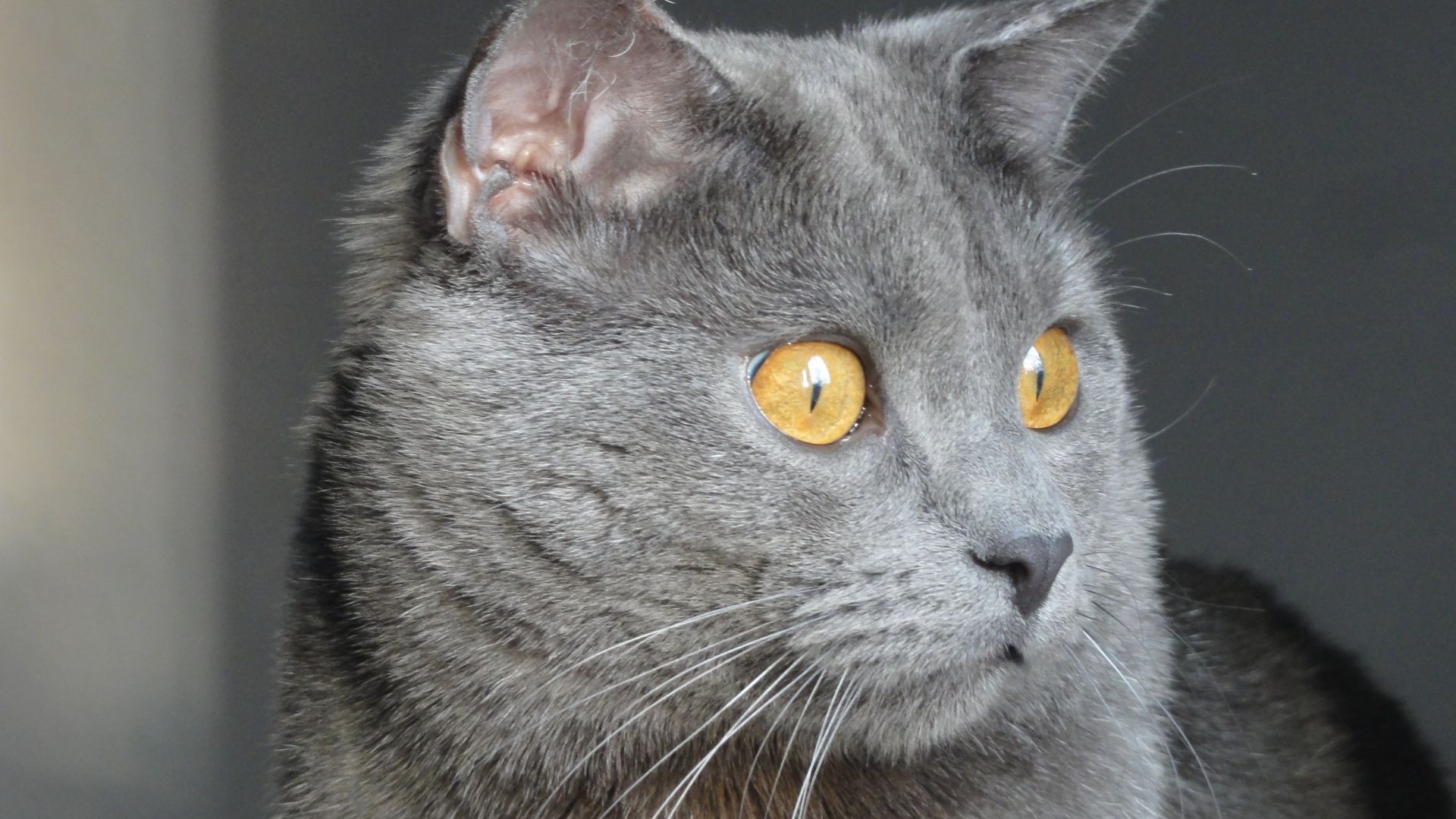 Wallpaper Chartreux cat, animal, muzzle