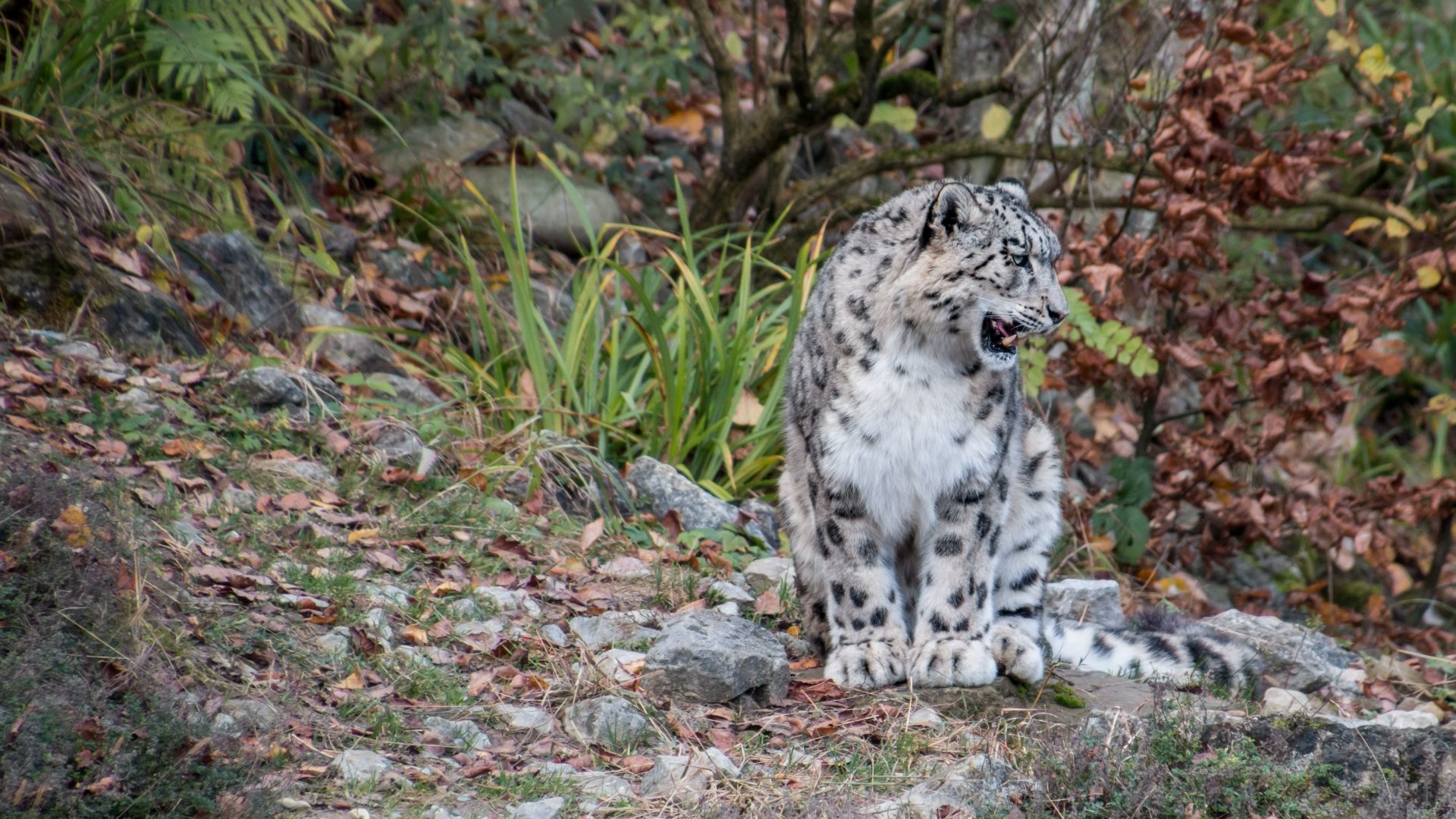 Wallpaper Snow leopard predator
