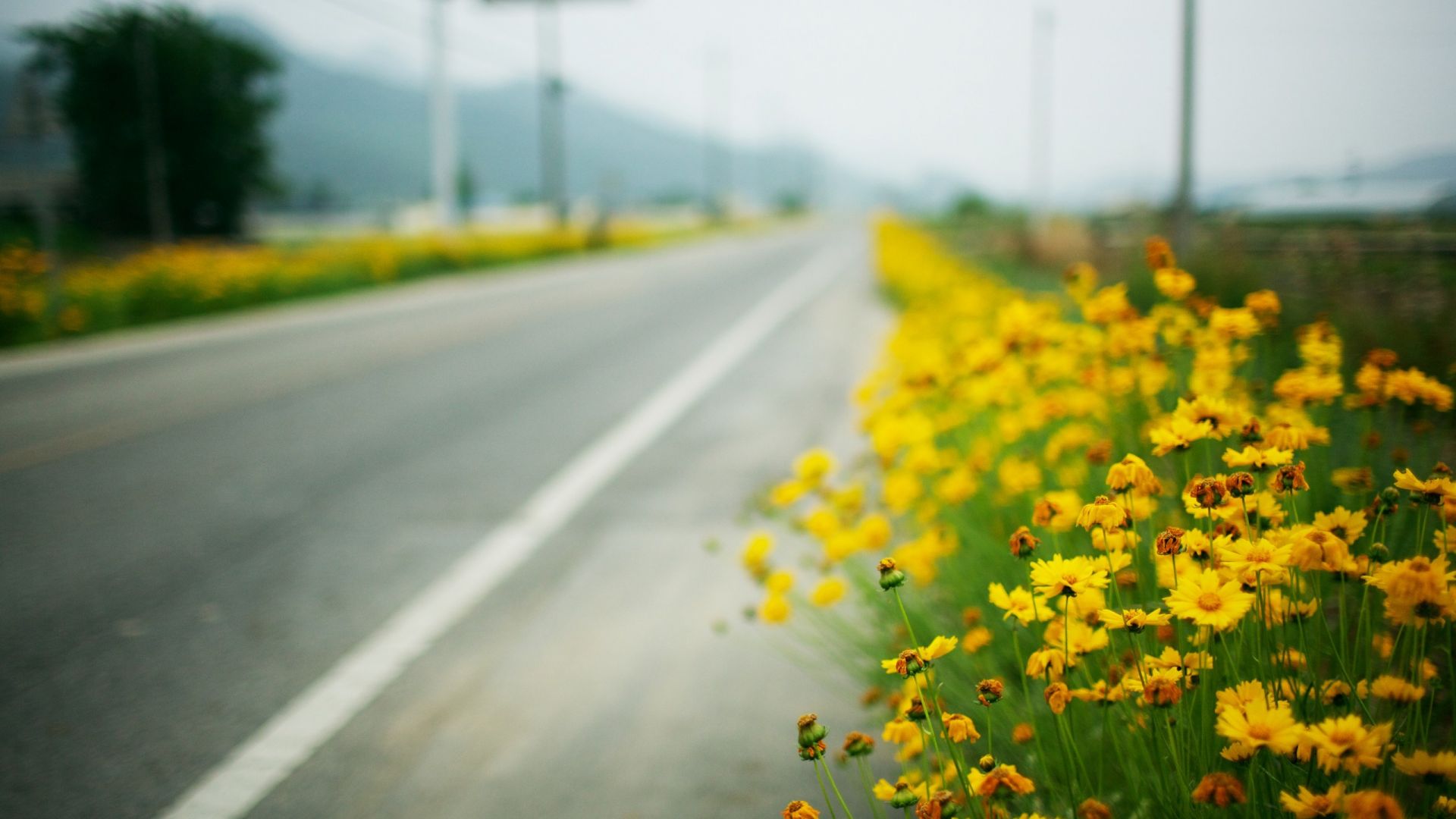 Wallpaper Flowers beside road 