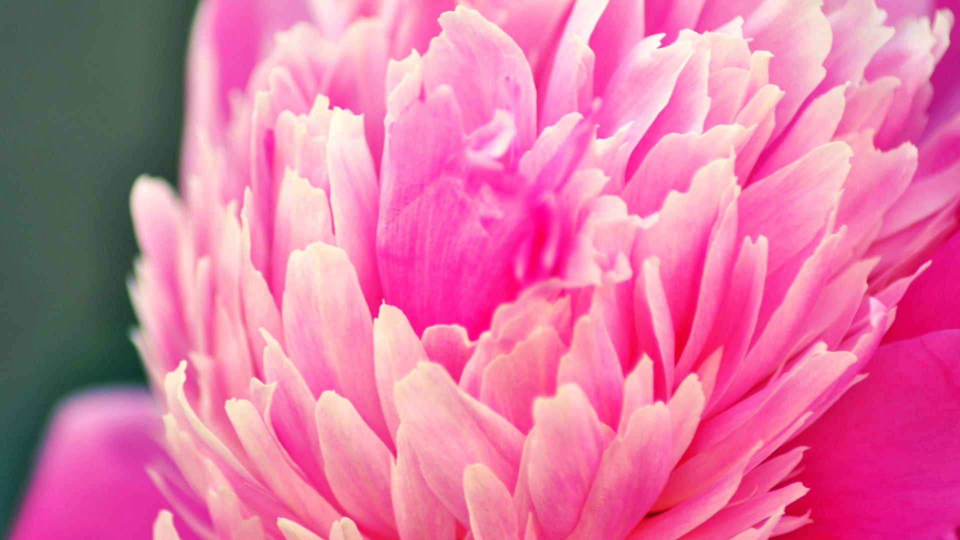 Wallpaper Flower blossom, pink petals