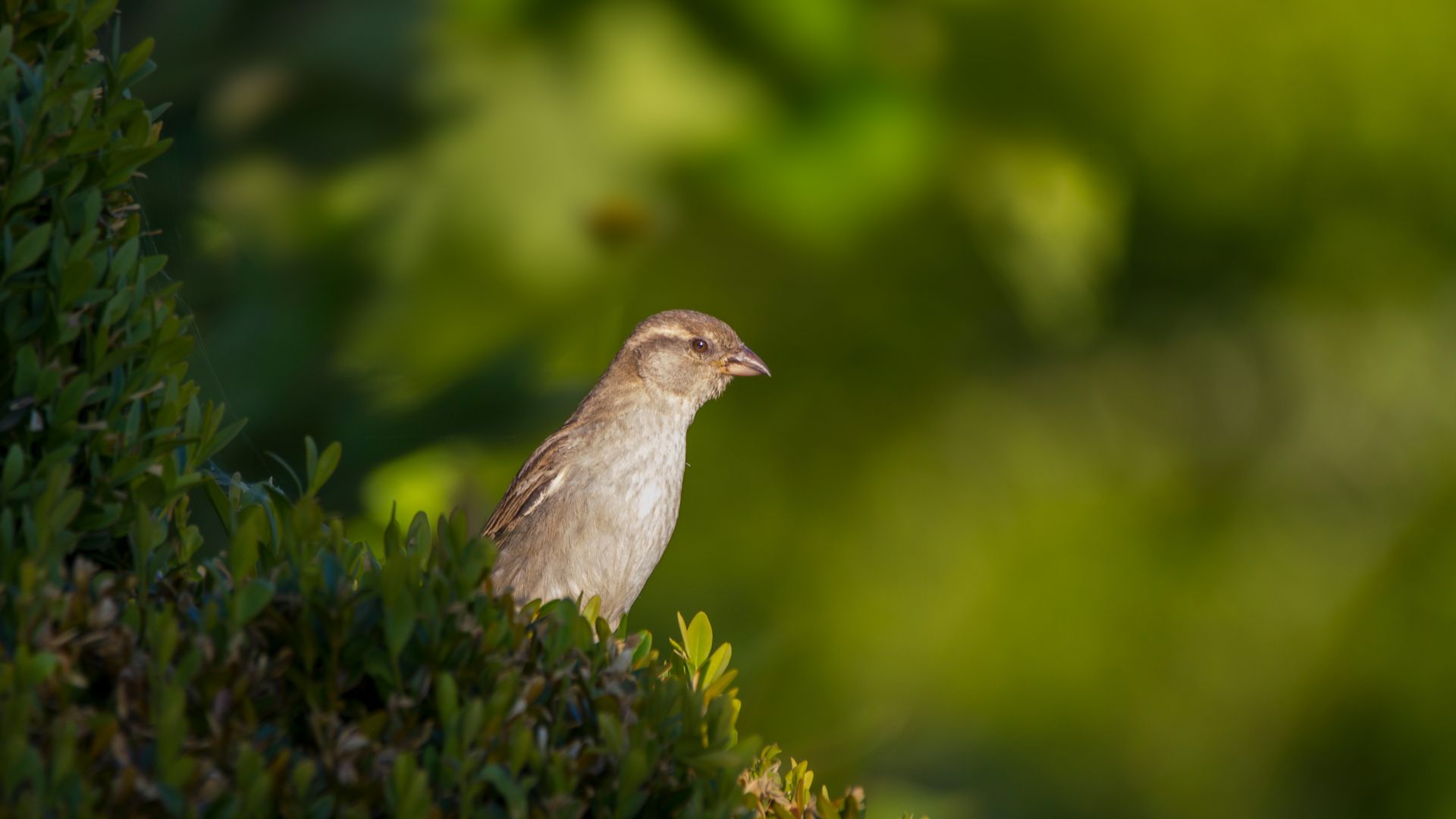 Wallpaper Sparrow, bird, blur, portrait