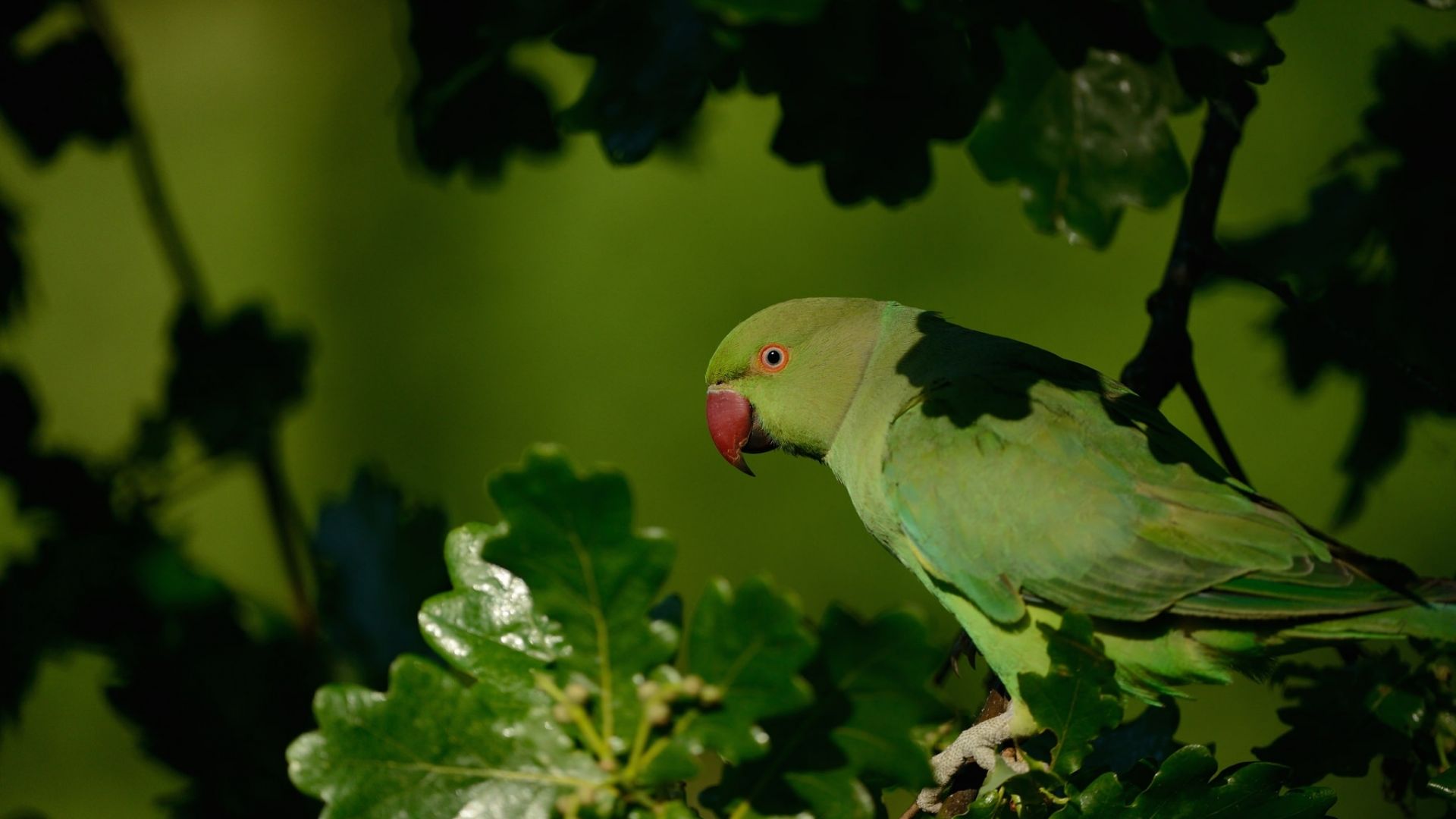 Desktop Wallpaper Green Parrot Bird, Sitting, Tree Branch, Hd Image,  Picture, Background, J8vknk