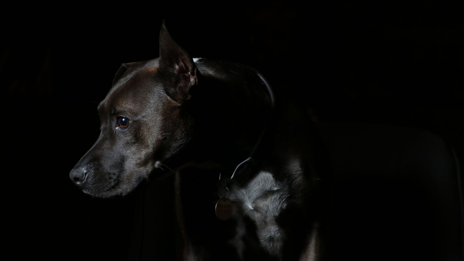 Wallpaper Black dog , muzzle, looking down, animal