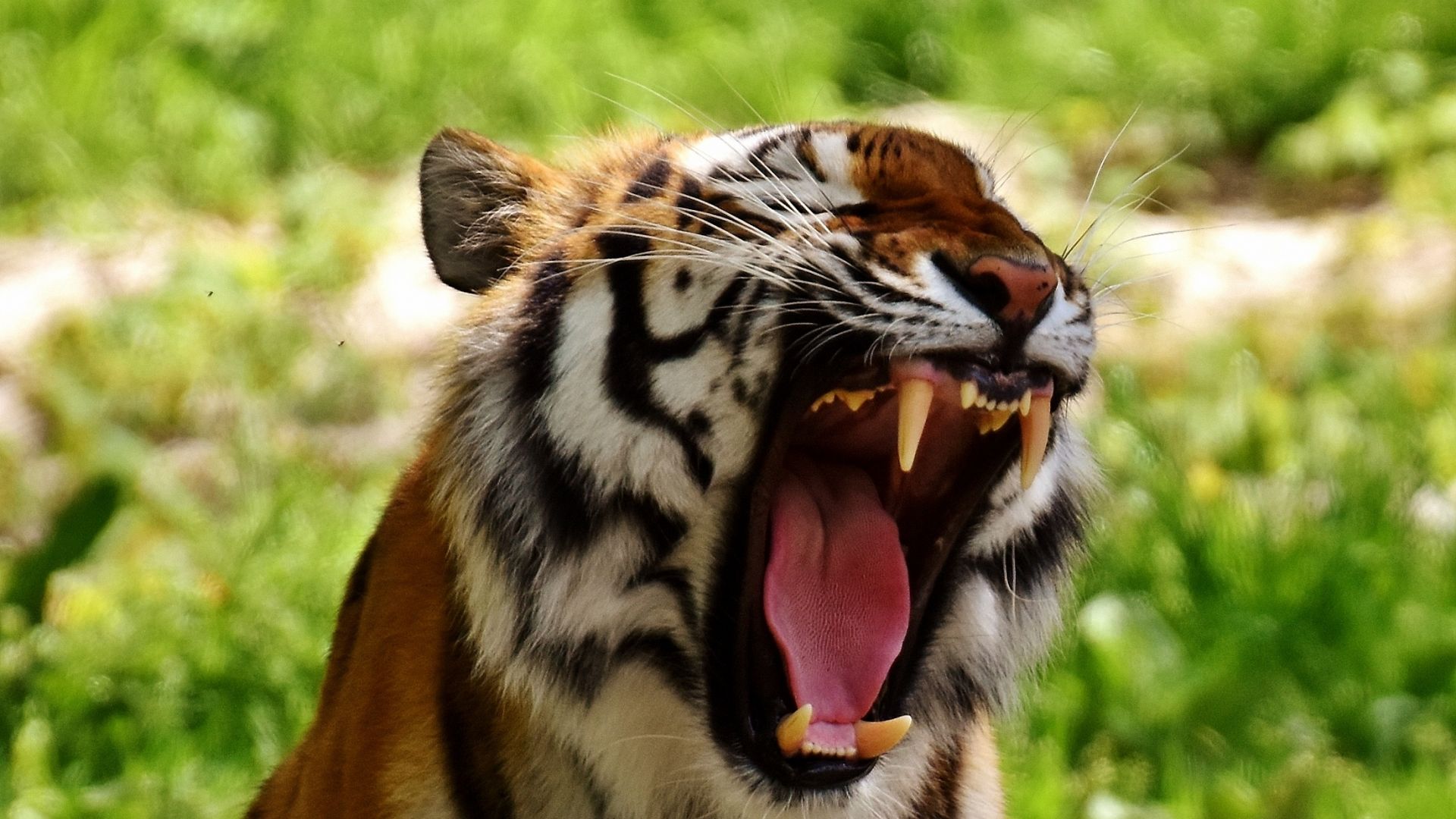 Wallpaper Tiger, predator, yawn, animal