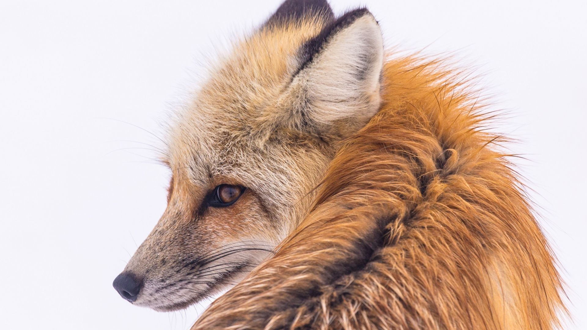 Wallpaper Beautiful animal, red fox, animal, winter