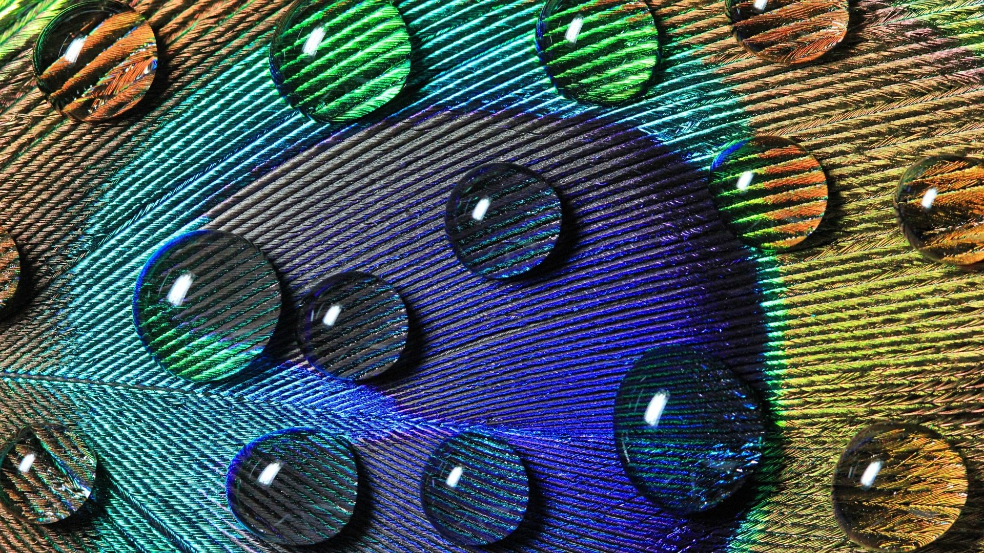 Wallpaper Water drops on peacock feather