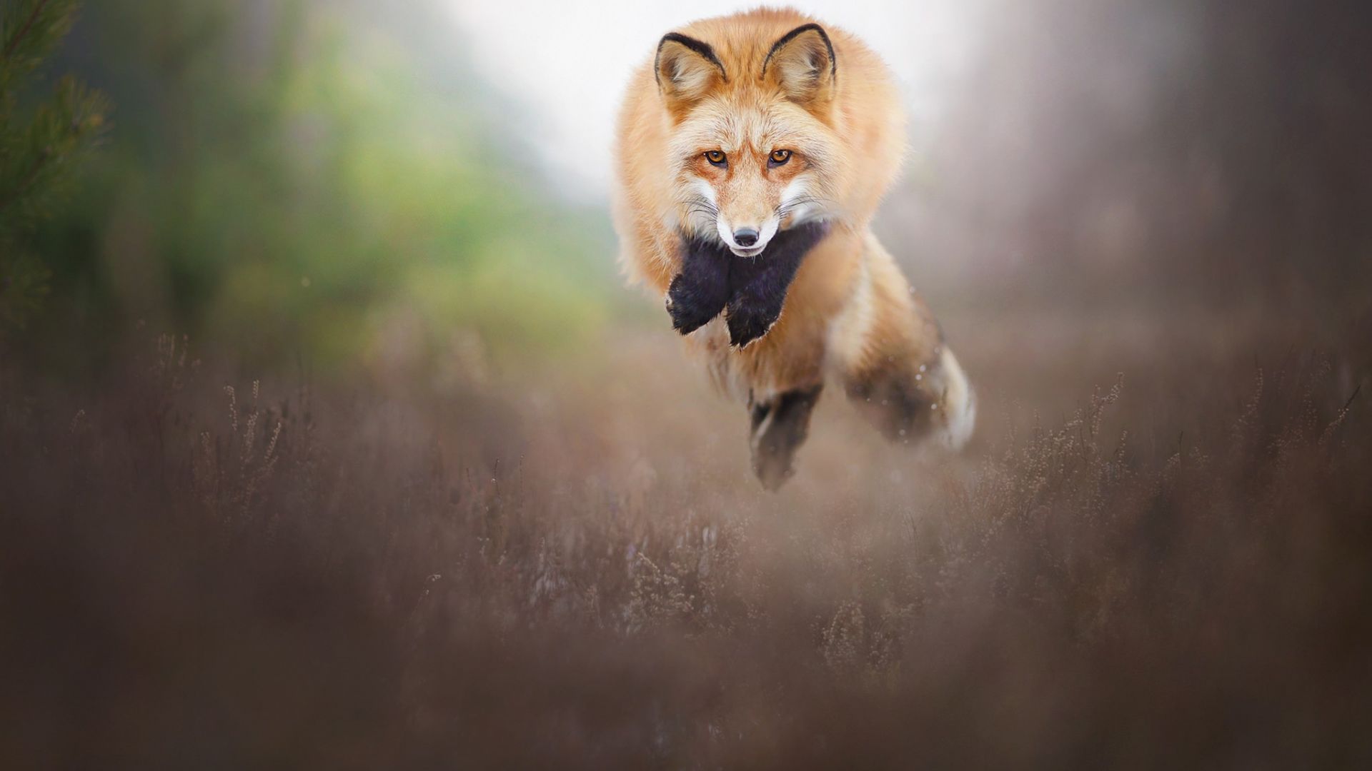Wallpaper Fox animal, wild animal, jump, blur