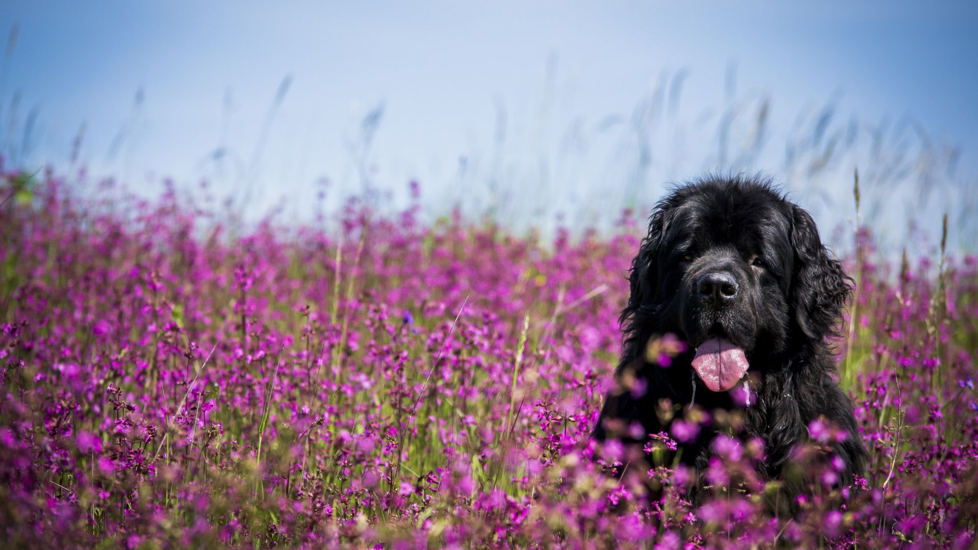 Wallpaper Black dog in grass field