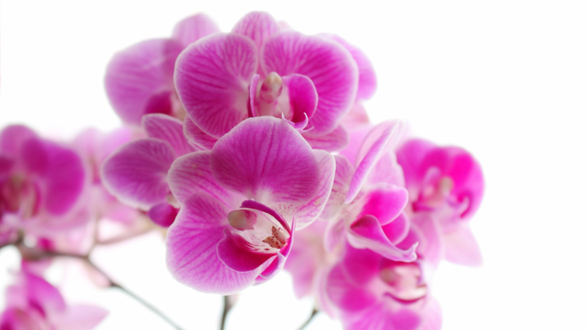 Wallpaper Pink Orchid blossom, flowers, close up