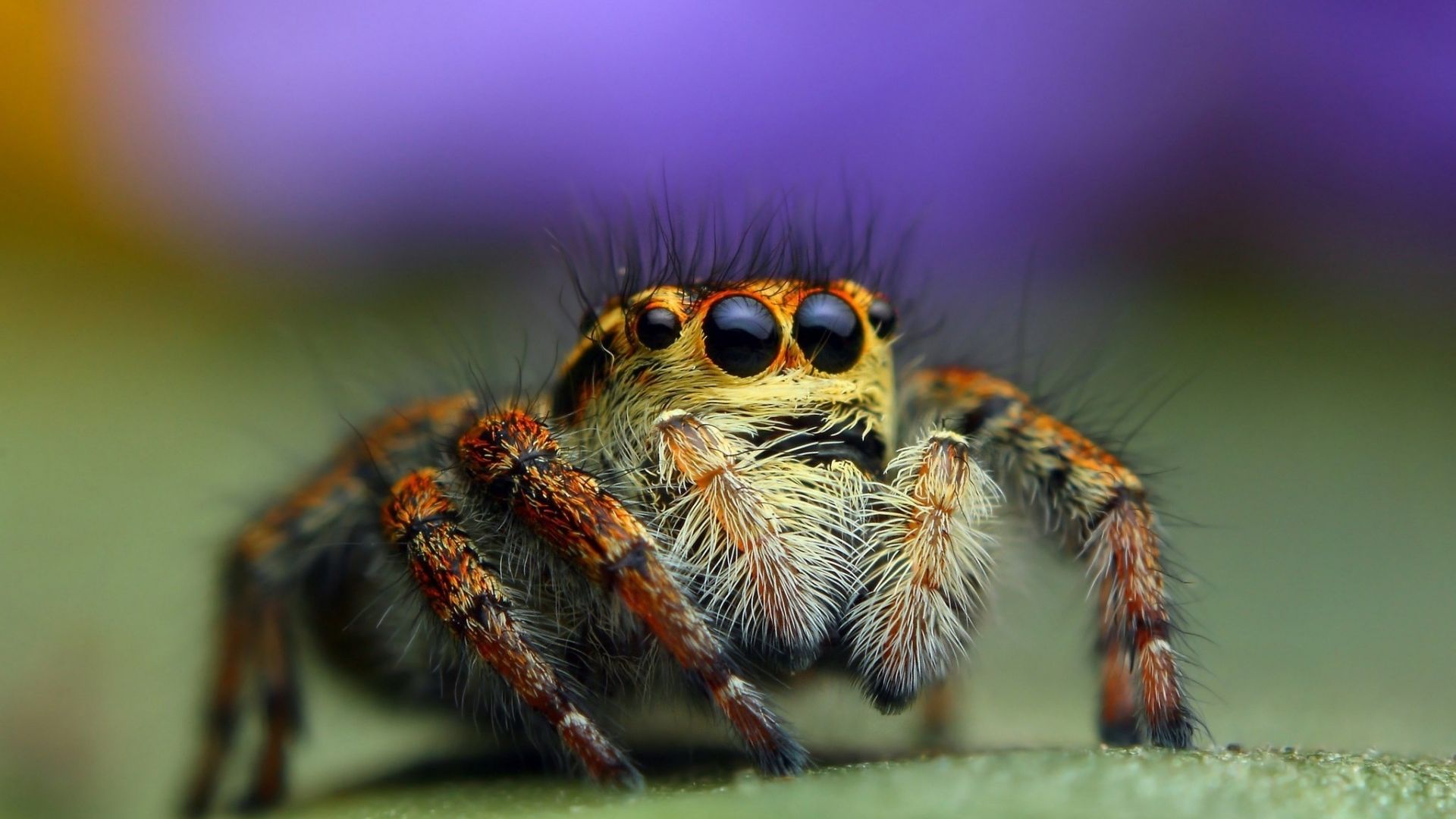Wallpaper Spider close up 