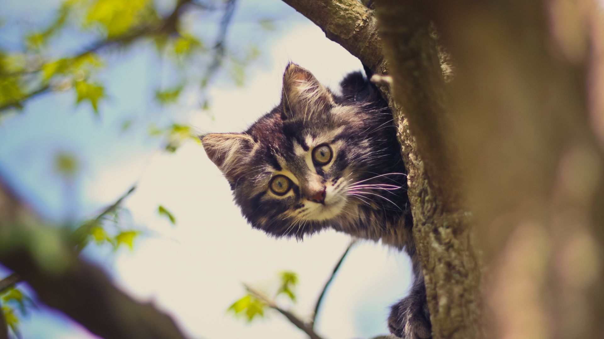 Wallpaper Cat behind tree trunk, animal, blur
