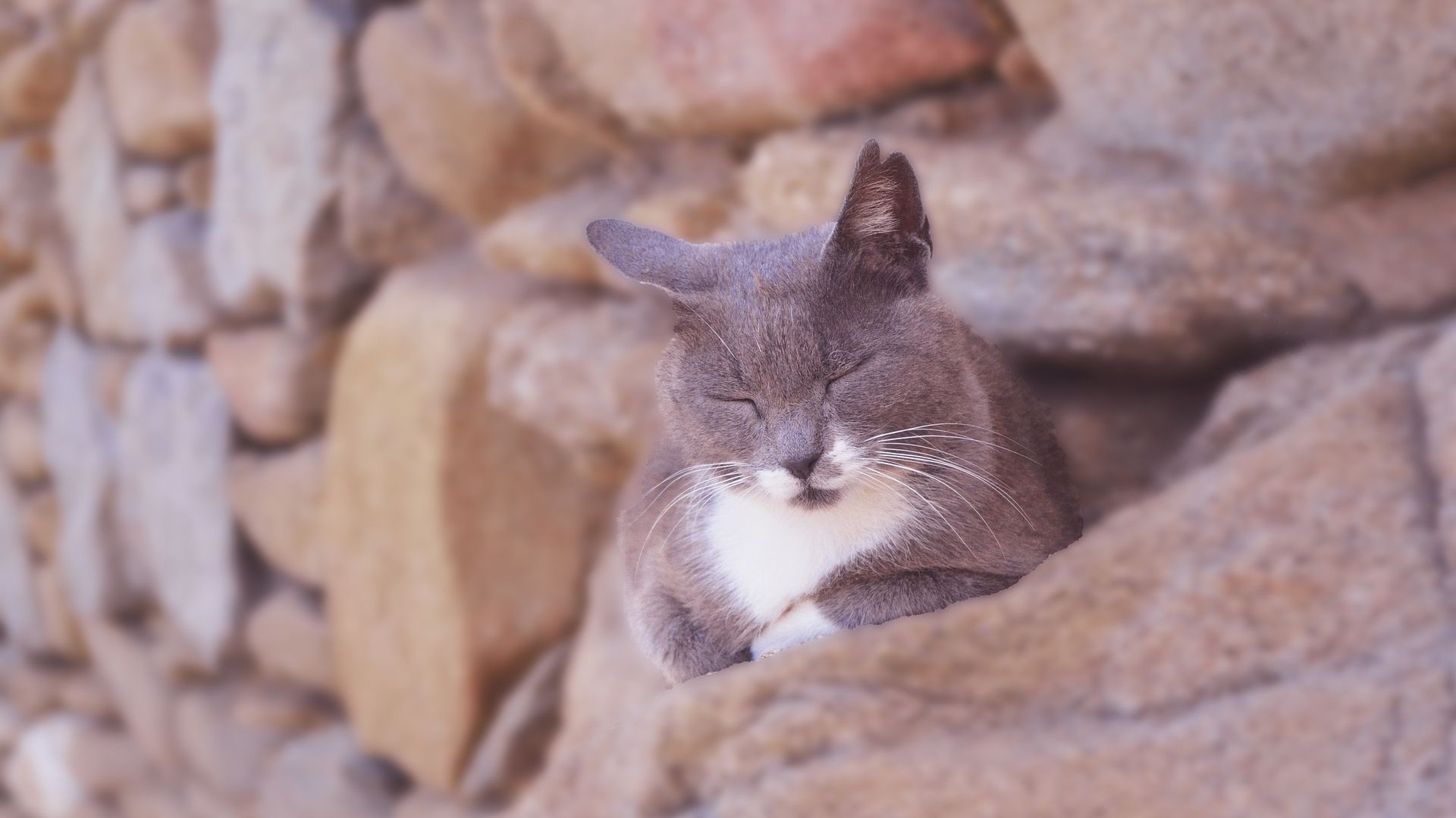Wallpaper Sleep, furry cat, animal, stone wall